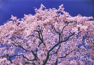 桜.jpg