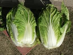 白菜.jpg