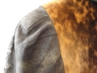 R0014140.jpg
