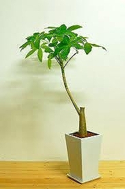 pakira2.jpg
