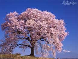 sakura.jpg